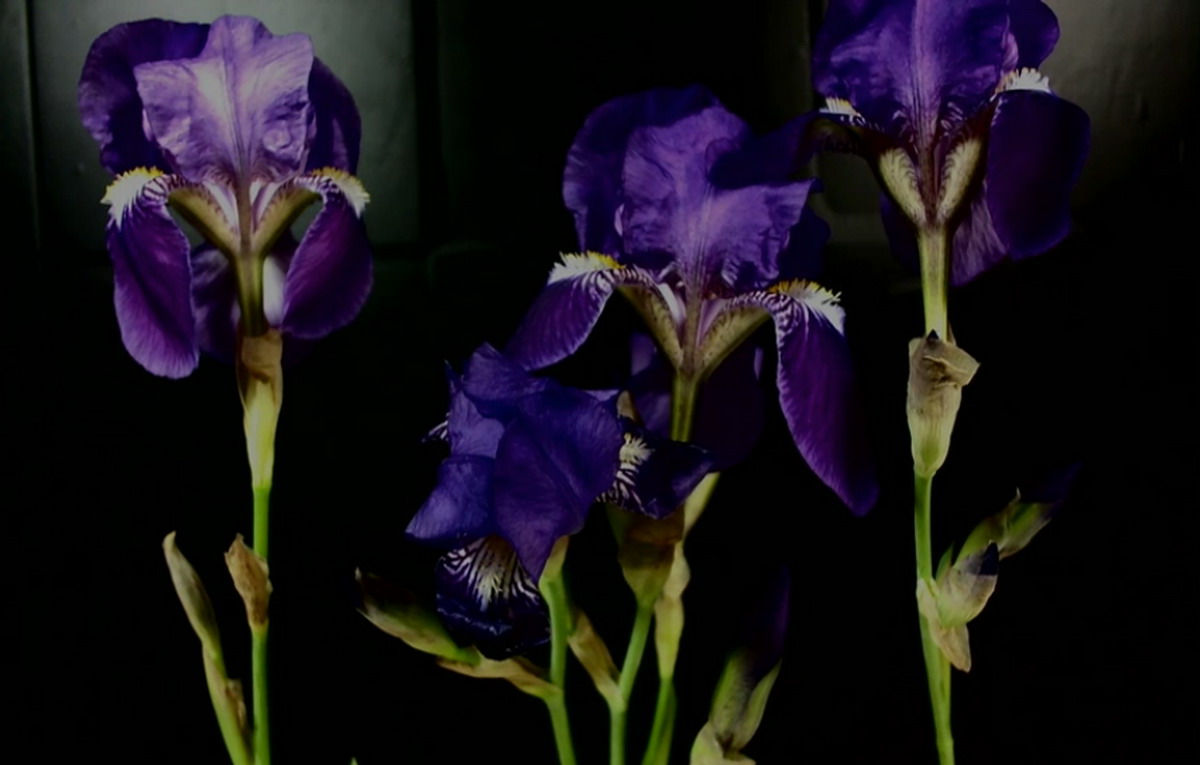Timelapse sbocciare fiori